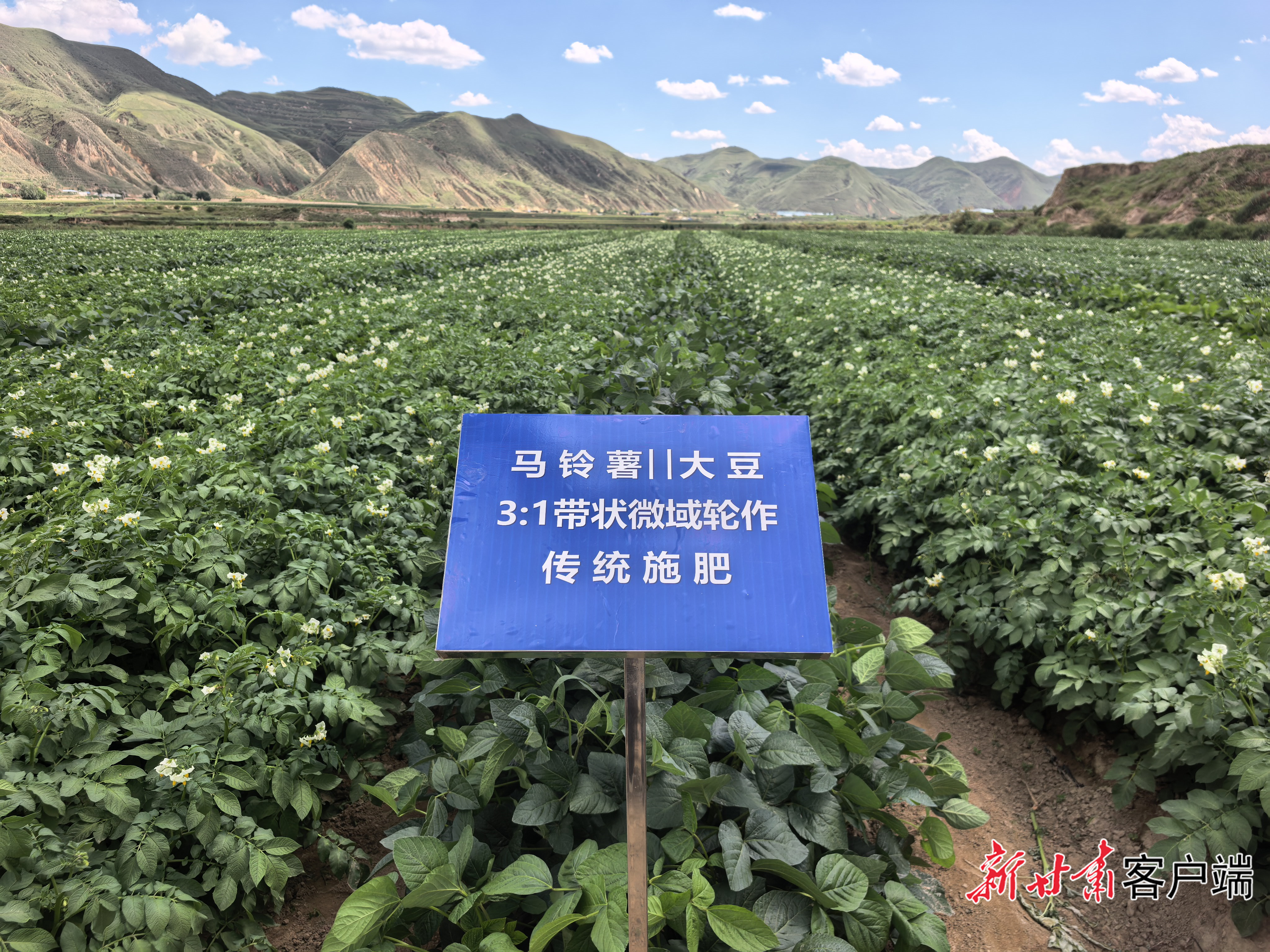 马铃薯大豆带状微域轮作示范基地