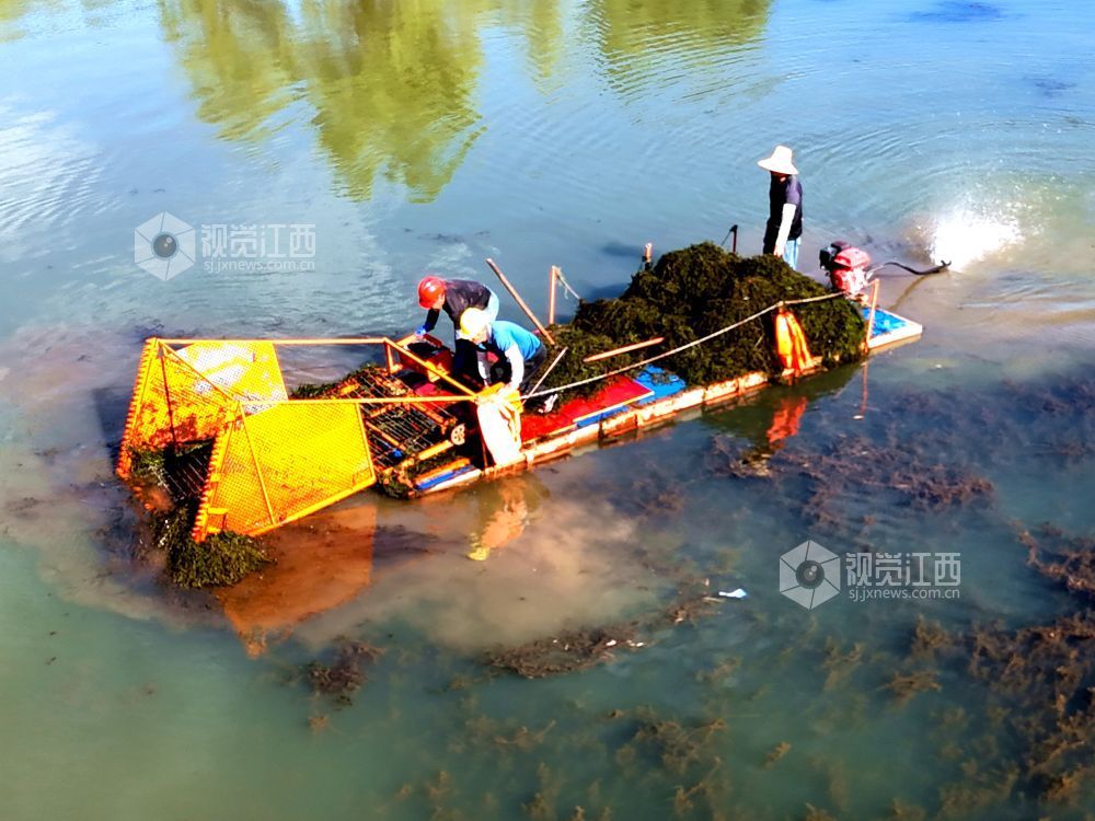 2026年8月2日，在江西省赣江新区中医药科创城星海湖公园，环卫工人冒着酷暑驾驶水草收割船在星海湖来回穿梭，进行水草收割作业。