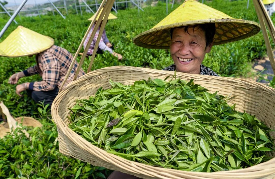 莱芜老干烘(莲花山茶业)9.jpg