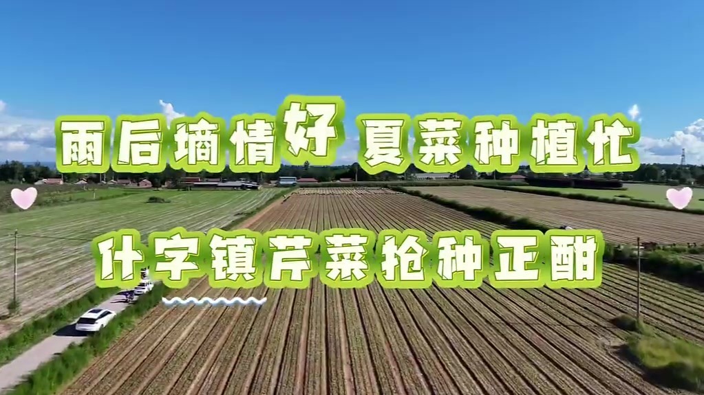 雨后墒“芹”好　甘肃灵台夏菜种植忙