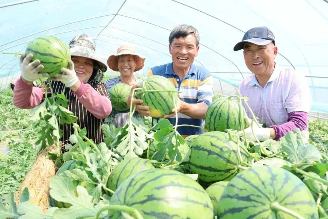 种植增收、资产增值!睢宁这处帮促薄弱村迈向百万共富村