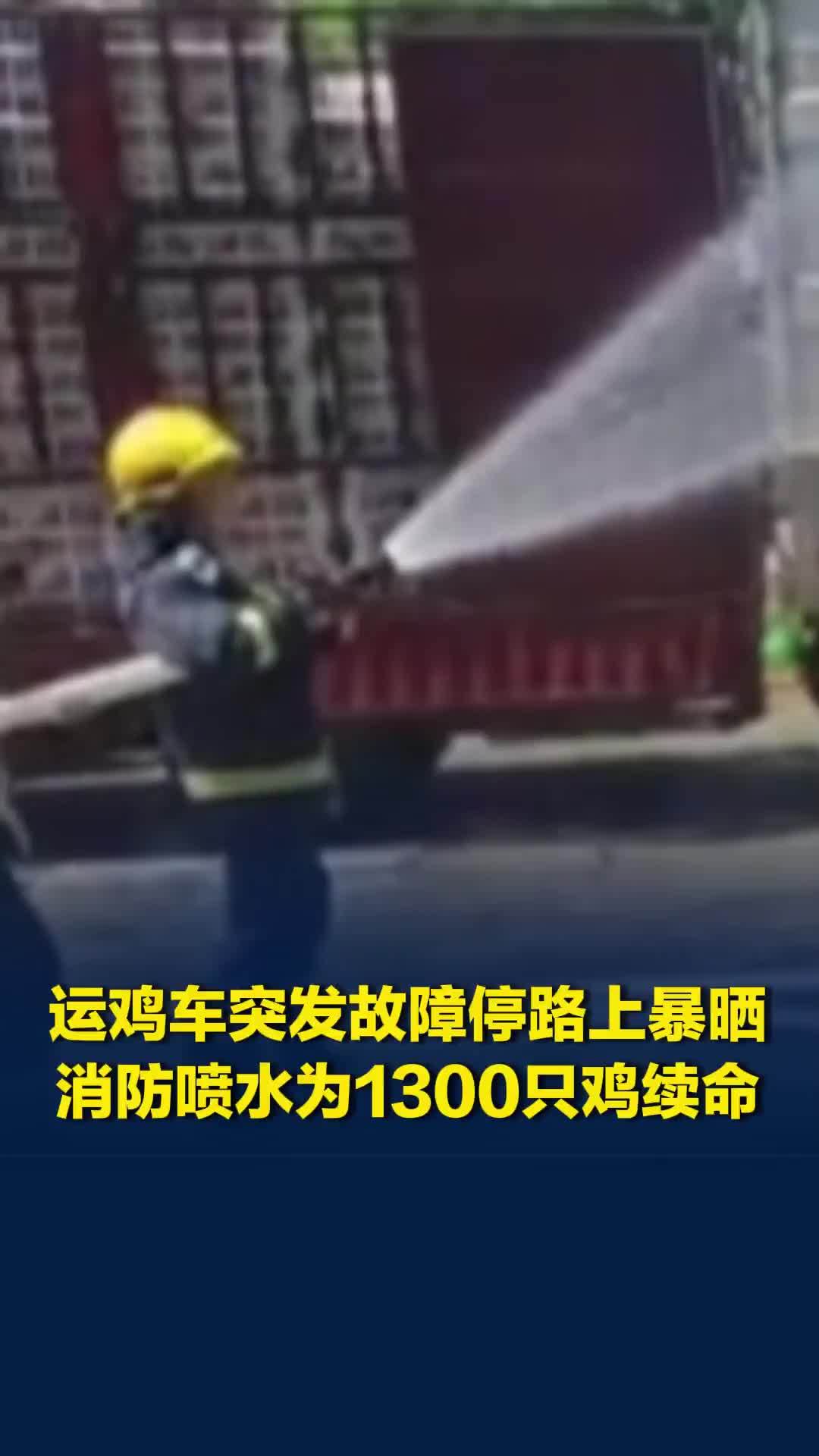 高温天运鸡车坏路上，消防喷水为1300只鸡“续命”