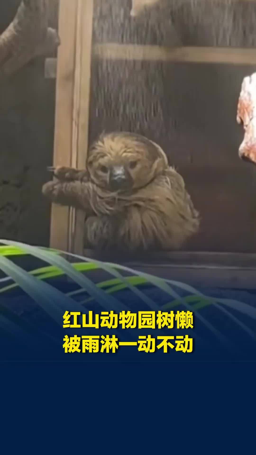 南京红山动物园惊现“忧郁树懒”？雨中一动不动，网友一首歌直接把它唱破防了