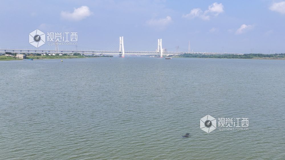江豚自在游弋于赣江江面,灵动的身影与赣江新区林立的城市楼宇、气势恢宏的隆兴大桥相映成趣.