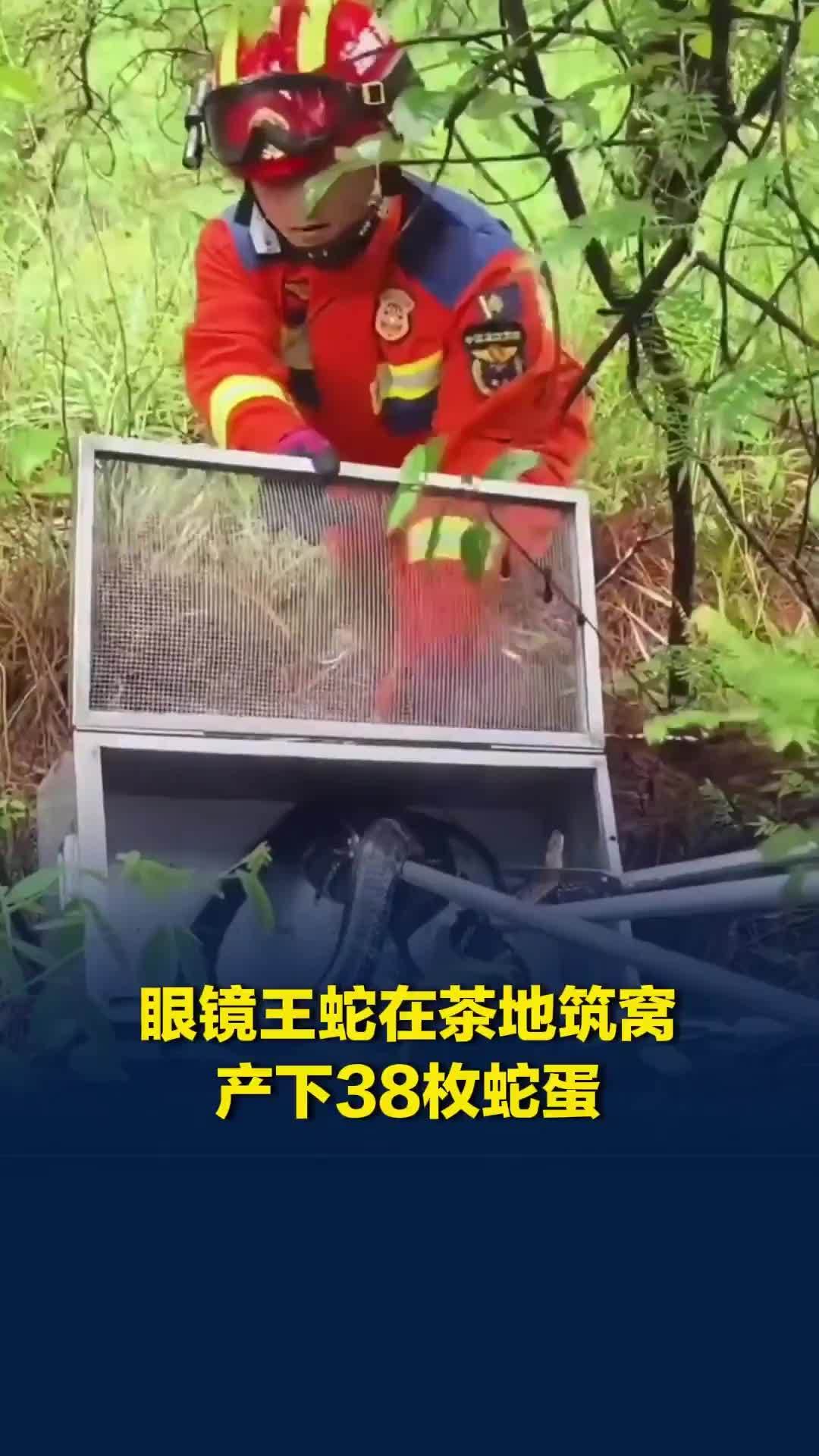 眼镜王蛇在茶地筑窝，产下38枚蛇蛋，村民一身冷汗报警求助，消防员赶到“打包”带走