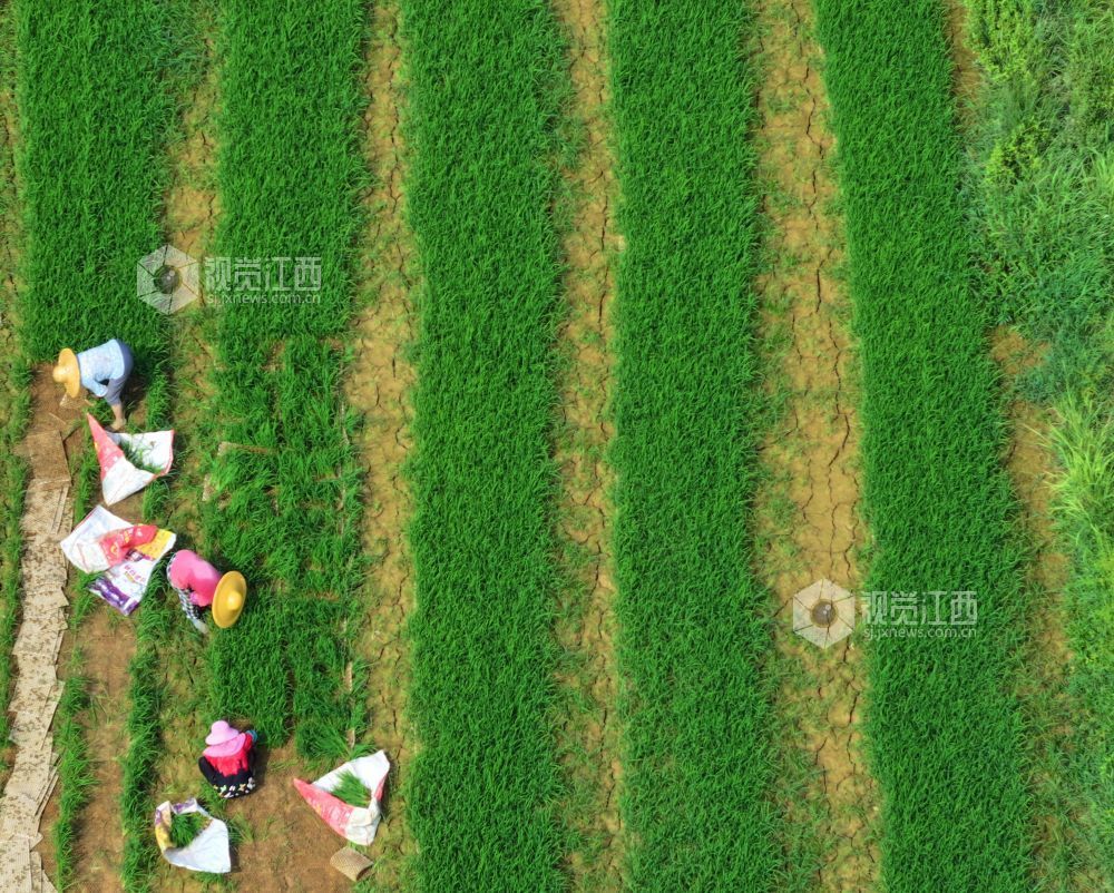 2026年8月5日,江西省吉安市泰和县沿溪镇乐山村,农民正在秧田起获晚稻秧苗。