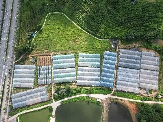 杜阮凉瓜上巷供港基地 杜阮镇提供