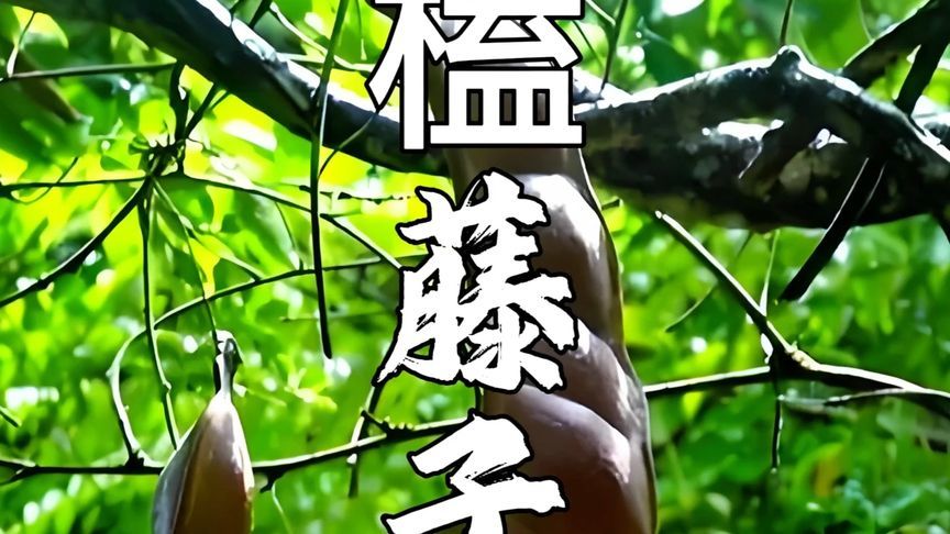 中国境内最大的荚果，煮九遍才敢吃的人间至味