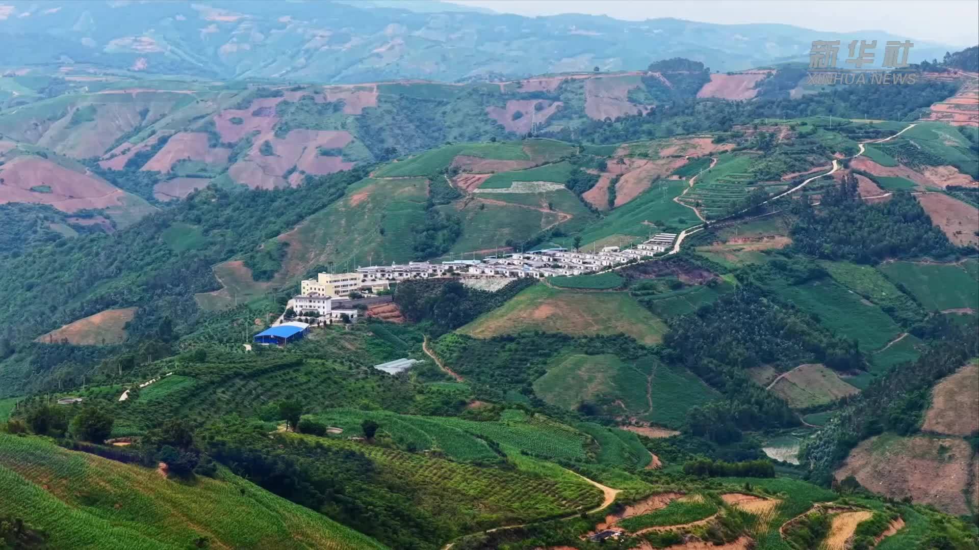 云南弥勒：荒山长出“致富果”科创打通出山路