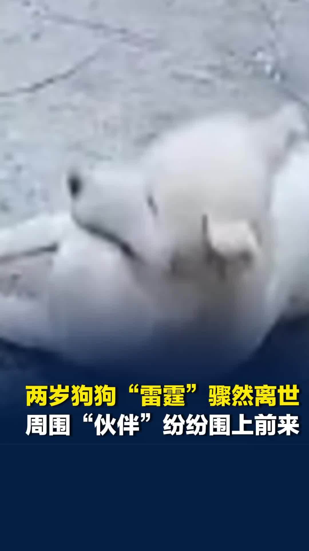 两岁狗狗“雷霆”骤然离世，周围“伙伴”纷纷围上前来