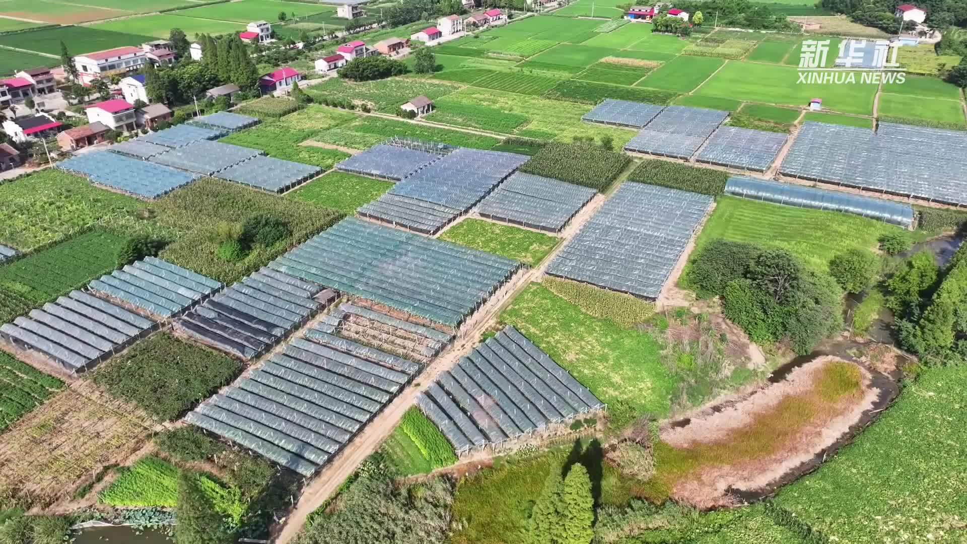 湖南南县：夏日瓜果香正浓 小葡萄“串”起富民路