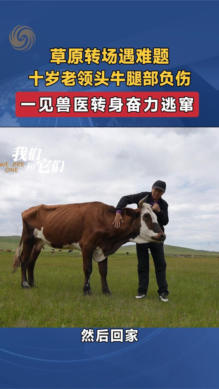 草原转场遇难题，十岁老领头牛腿部负伤，一见兽医转身奋力逃窜