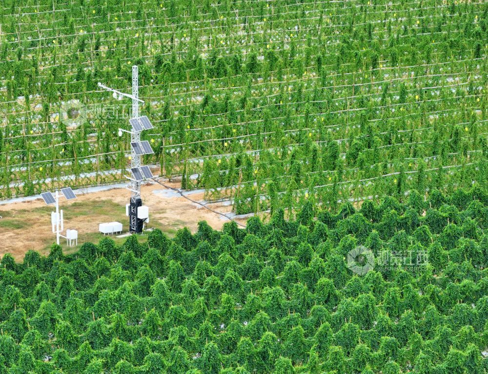 2026年8月11日,江西省吉安市泰和县万合镇竹山村竹蒿薯种植基地,田间光伏气象站设备正在实时监测运行,为农作物生长“护航”。