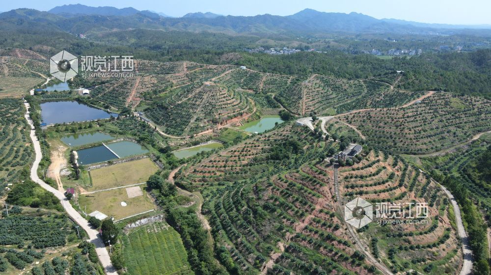 2026年8月12日,江西省遂川县泉江镇大桥村,昔日荒山坡焕然一新。层层叠叠的梯田顺着山势延展,特色果树连片成景,山塘水系错落分布,产业道路蜿蜒山间。