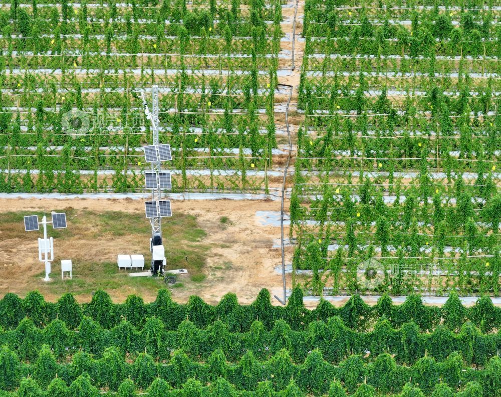2026年8月11日,江西省吉安市泰和县万合镇竹山村竹蒿薯种植基地,田间光伏气象站设备正在实时监测运行,为农作物生长“护航”。