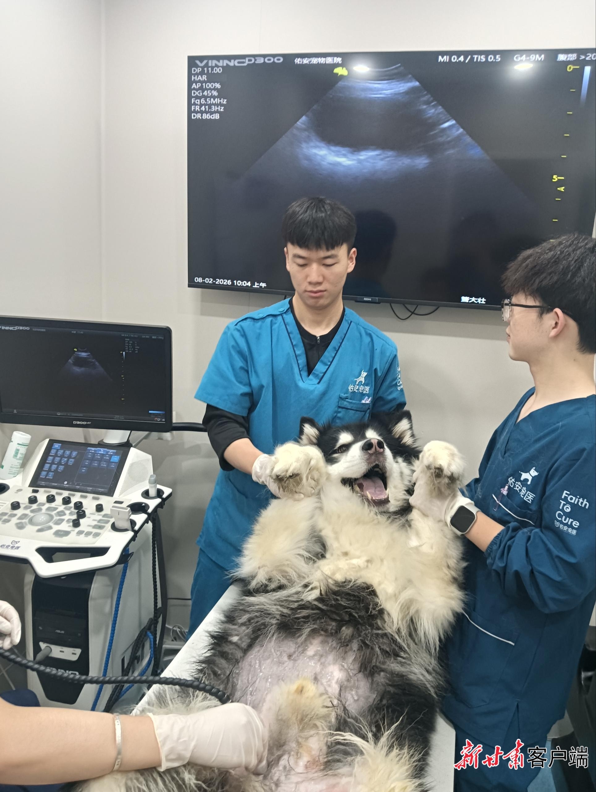 体验小众异宠办毛孩子运动会兰州宠物经济玩出花(图3)