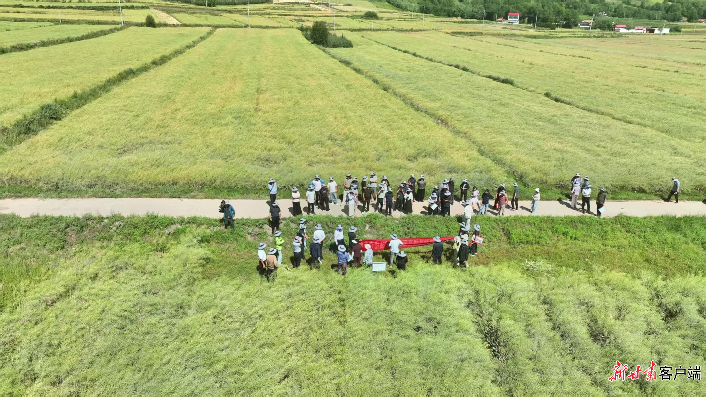 现场观摩(本文图片均由省农科院提供)
