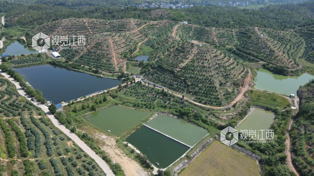 2026年8月12日,江西省遂川县泉江镇大桥村,昔日荒山坡焕然一新。层层叠叠的梯田顺着山势延展,特色果树连片成景,山塘水系错落分布,产业道路蜿蜒山间。
