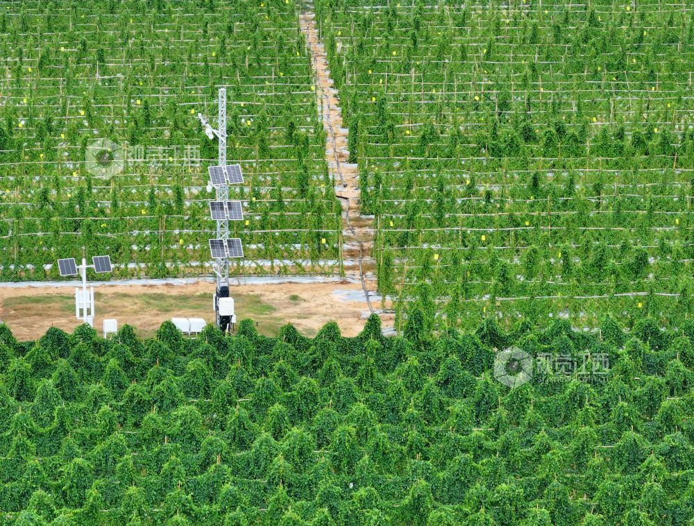 2026年8月11日,江西省吉安市泰和县万合镇竹山村竹蒿薯种植基地,田间光伏气象站设备正在实时监测运行,为农作物生长“护航”。