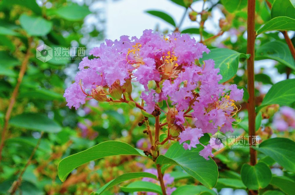 8月12日,初秋时节,江西省吉安市永新县将军大道沿线紫薇花正值盛花期,粉紫、玫红等各色花朵缀满枝头,与绿叶相映成趣,为城市道路增添一抹亮丽风景。