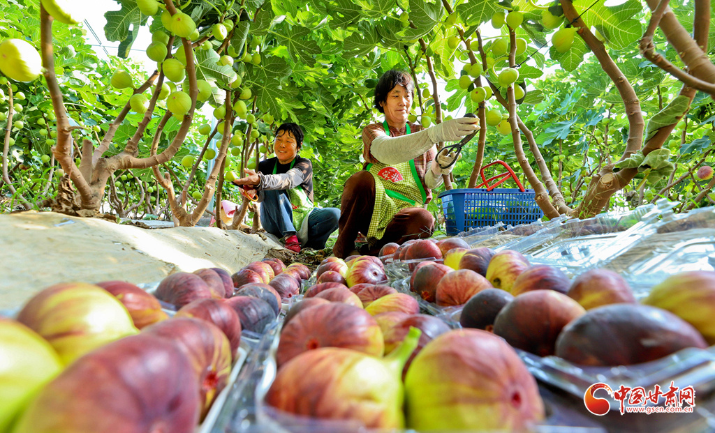 果农正在采摘富锶无花果