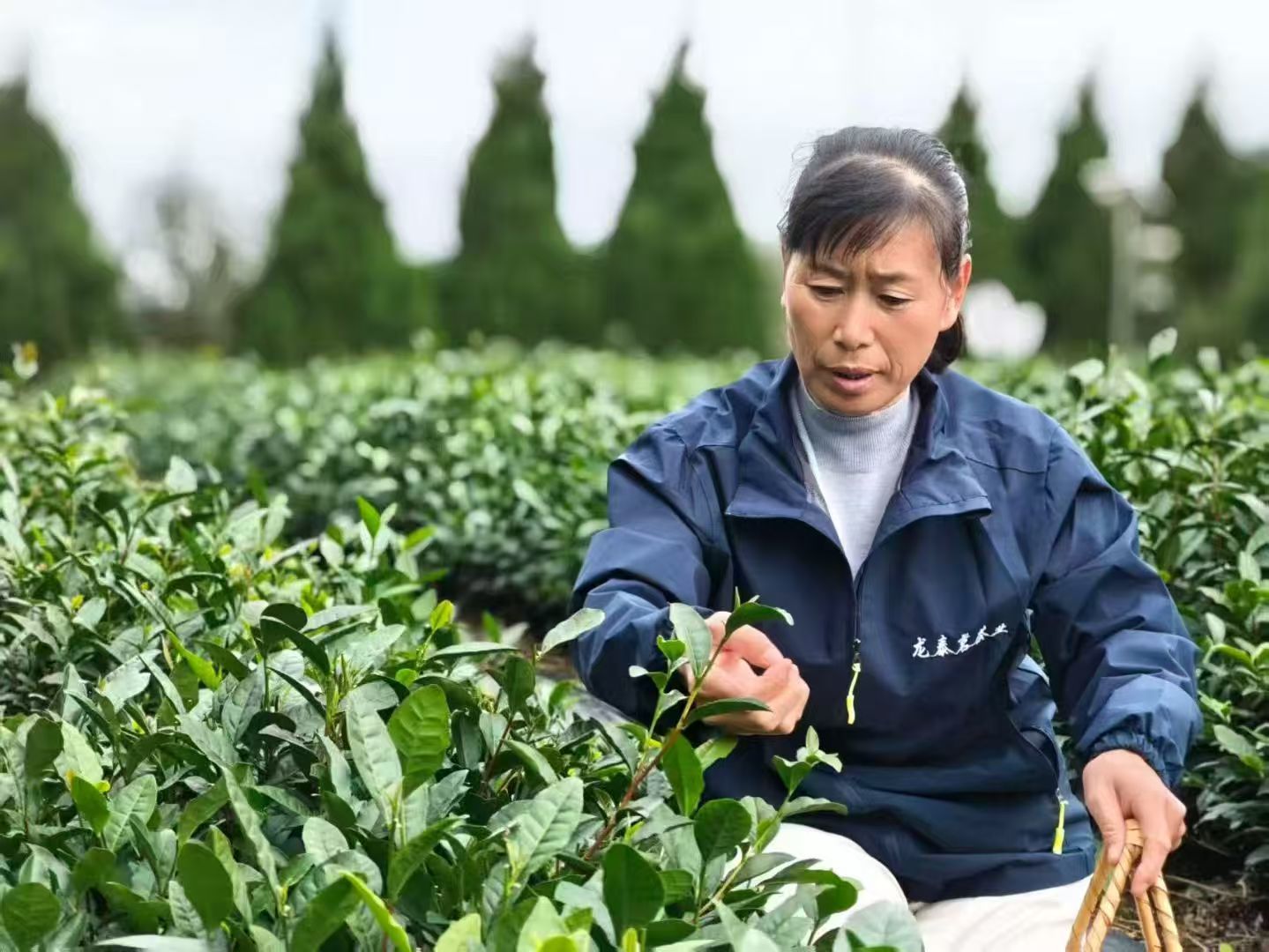 青岛乡里乡亲丨乡土文化带头人 海青镇制茶师刘洪美:一片茶叶里的“匠心”与“共富路”