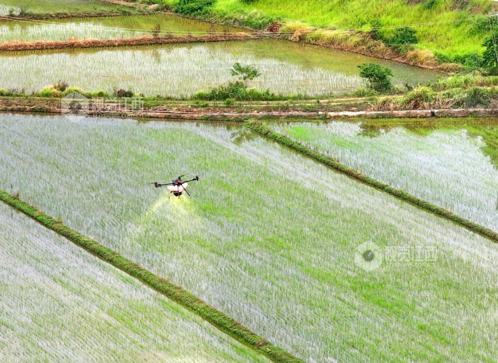 2026年8月11日,江西省吉安市泰和县沿溪镇草坪村,无人机正在撒肥作业,进行晚稻管护。