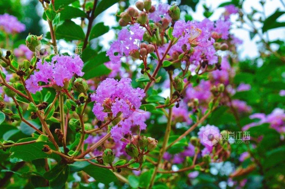 8月12日,初秋时节,江西省吉安市永新县将军大道沿线紫薇花正值盛花期,粉紫、玫红等各色花朵缀满枝头,与绿叶相映成趣,为城市道路增添一抹亮丽风景。