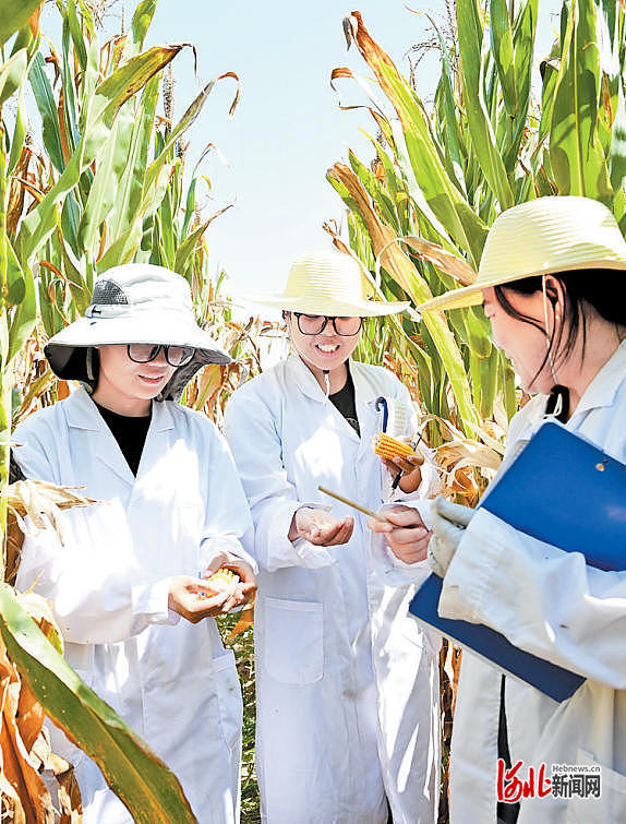 8月10日,河北沃土种业股份有限公司科研人员在试验田查看玉米新品种的长势。 河北日报记者 田明摄