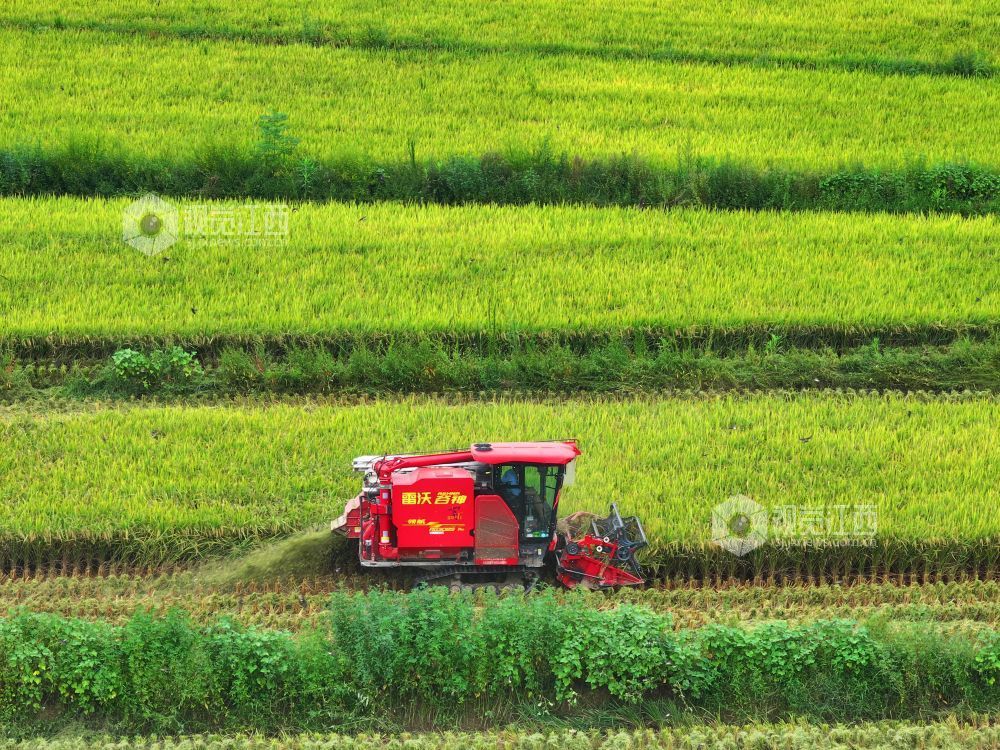 2026年8月10日，江西省吉安市泰和县沿溪镇潋溪村，农民驾驶收割机正在收割早稻。