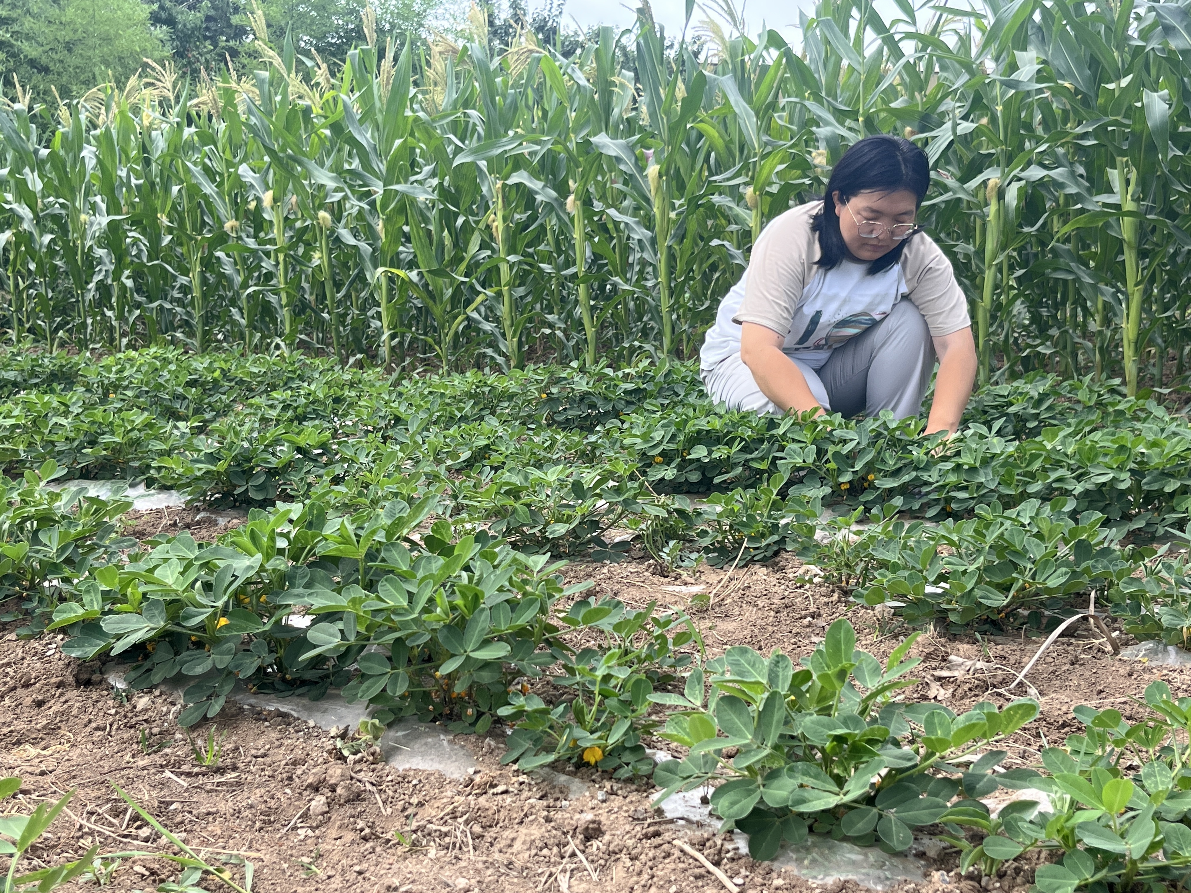 青岛乡里乡亲丨乡土文化带头人 杨铭鑫:田埂上的“植物医生”
