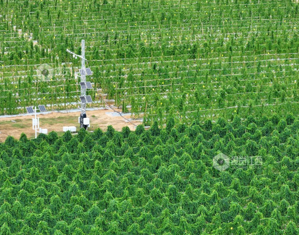 2026年8月11日,江西省吉安市泰和县万合镇竹山村竹蒿薯种植基地,田间光伏气象站设备正在实时监测运行,为农作物生长“护航”。