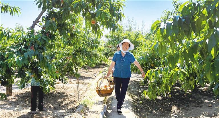 白凤桃丰收，农户乐开怀。