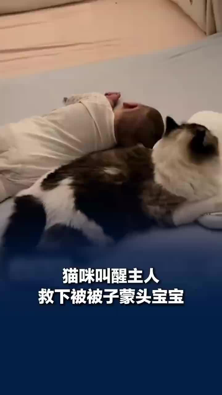 婴儿被子蒙头快窒息时小猫扒醒宝妈，孩子妈妈：当时吓死了，这次猫猫真是立了大功