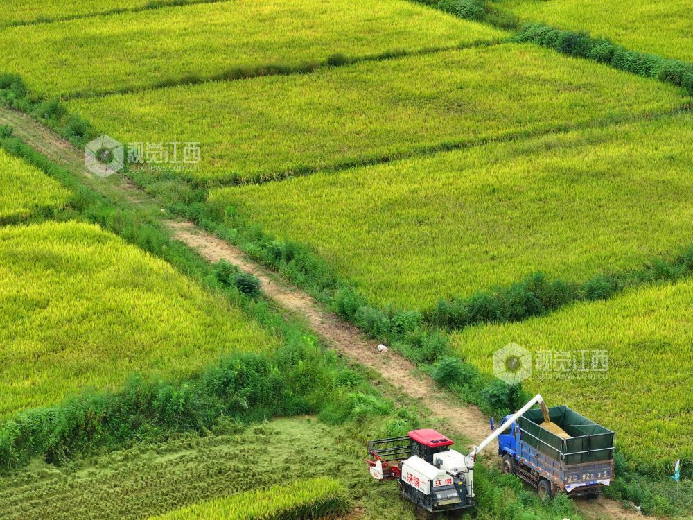 2026年8月10日，江西省吉安市泰和县沿溪镇潋溪村，农民驾驶收割机正在收割早稻。