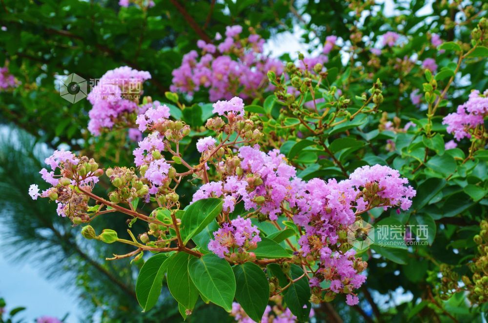 8月12日,初秋时节,江西省吉安市永新县将军大道沿线紫薇花正值盛花期,粉紫、玫红等各色花朵缀满枝头,与绿叶相映成趣,为城市道路增添一抹亮丽风景。
