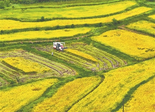 泰和县：颗粒归仓（图）