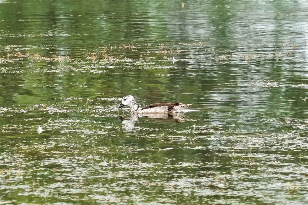8月7日,衡水湖国家级自然保护区首次观测到棉凫。衡水滨湖新区管理委员会供图