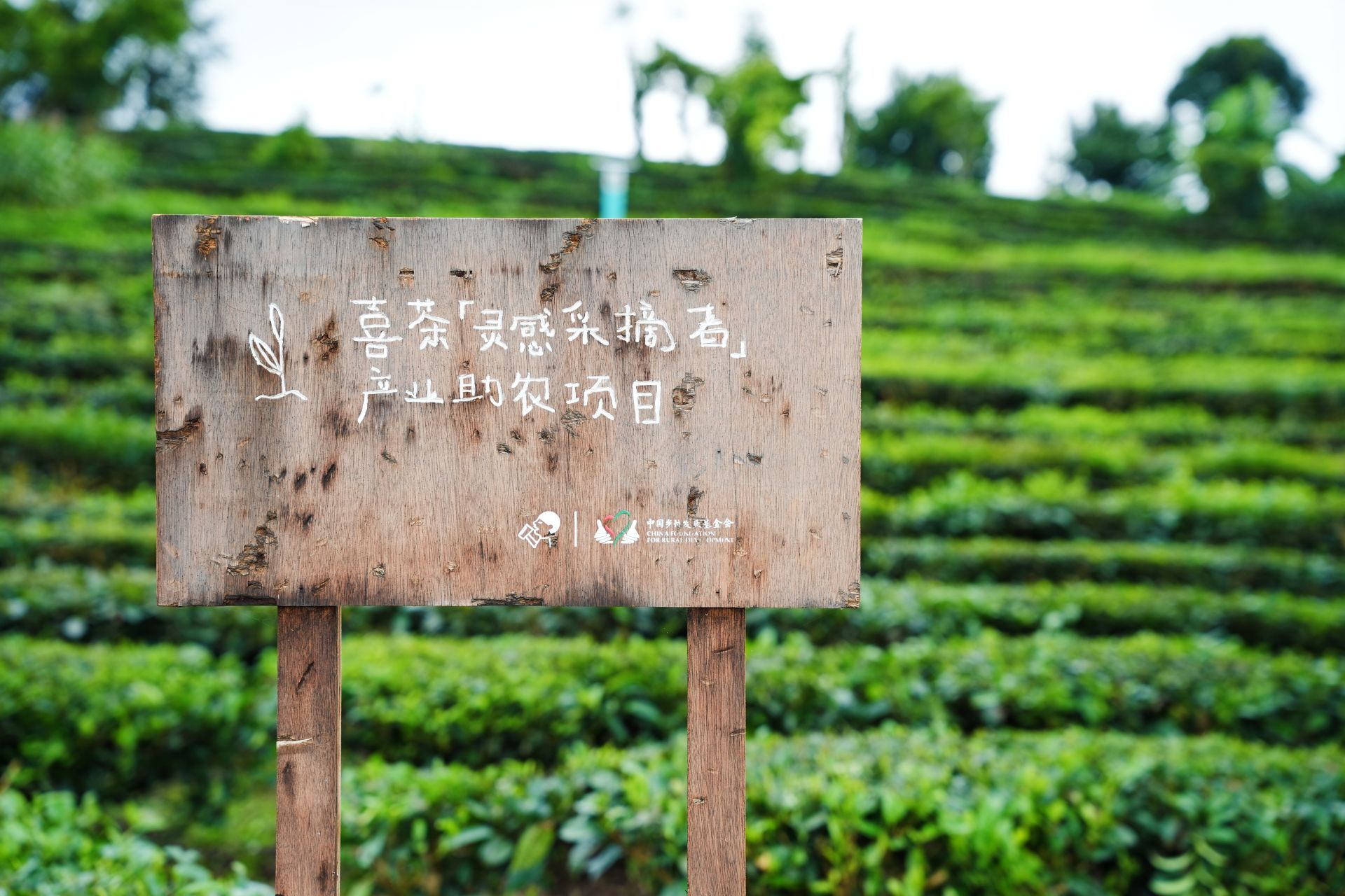 喜茶首创“茶特调”新品类,一年全球上新超30款