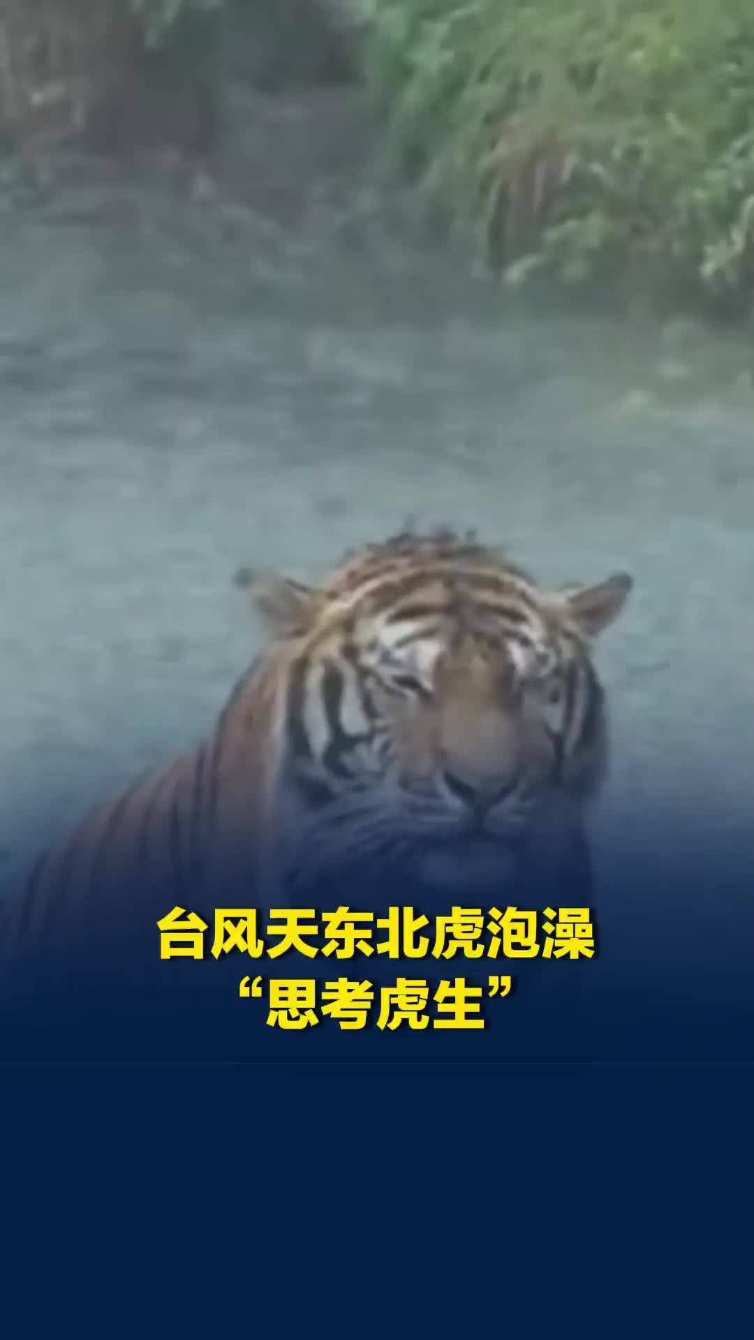 宁波野生动物园老虎雨中泡澡，一脸深沉似在“思考虎生”，网友：伦敦都未必有它忧郁
