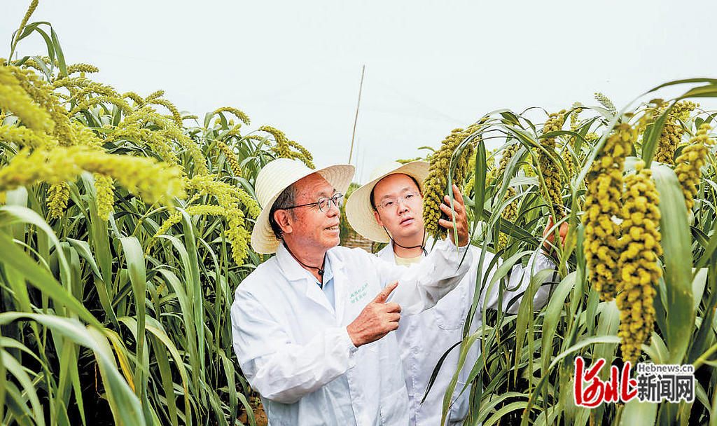 8月9日,张家口市农科院首席专家赵治海(左)与学生一起查看粮饲两用谷子的长势。 河北日报记者 耿辉摄