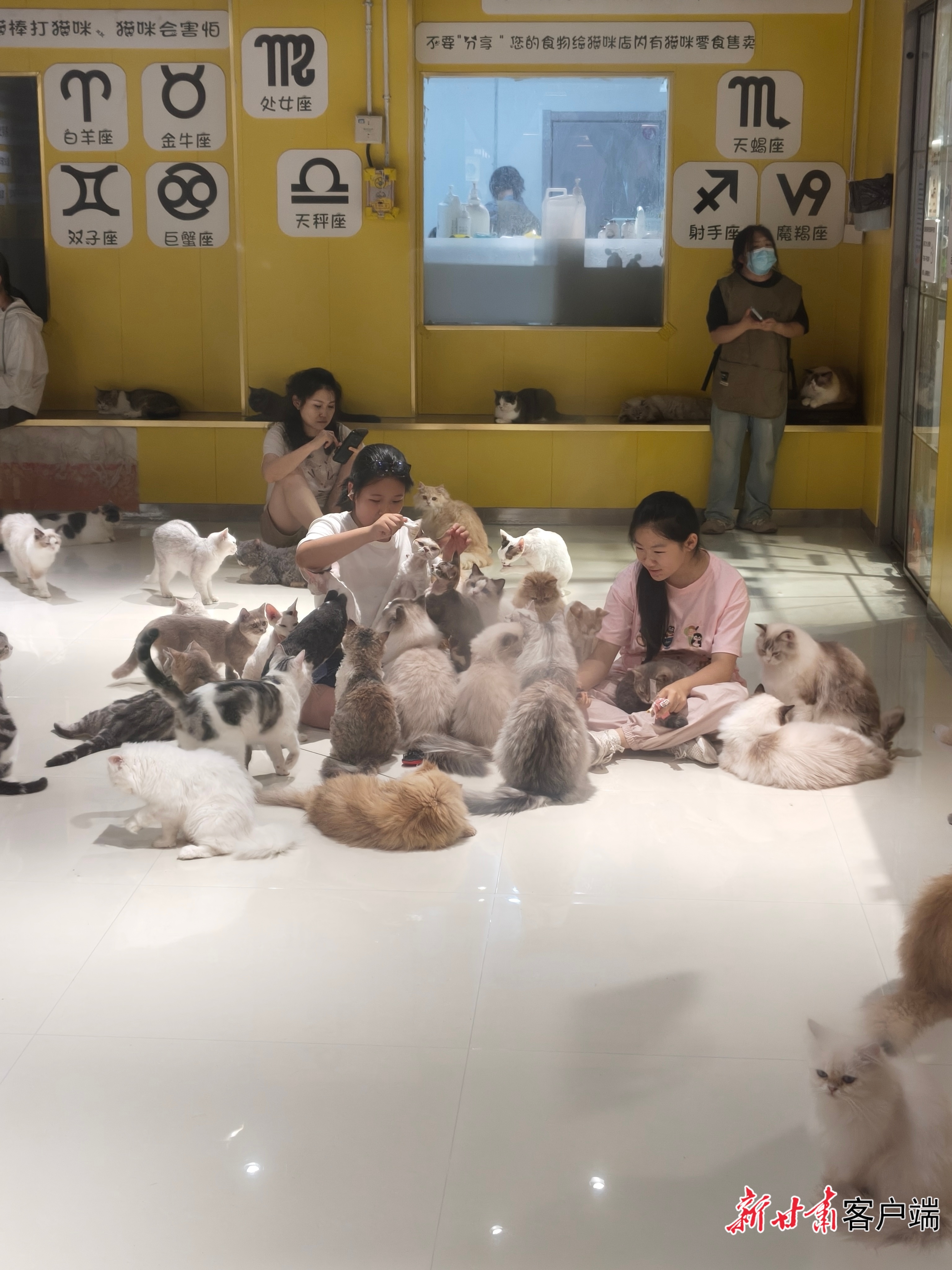 体验小众异宠办毛孩子运动会兰州宠物经济玩出花(图4)