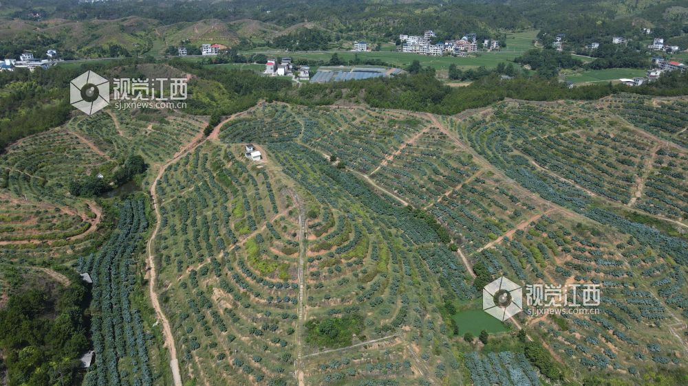 2026年8月12日,江西省遂川县泉江镇大桥村,昔日荒山坡焕然一新。层层叠叠的梯田顺着山势延展,特色果树连片成景,山塘水系错落分布,产业道路蜿蜒山间。