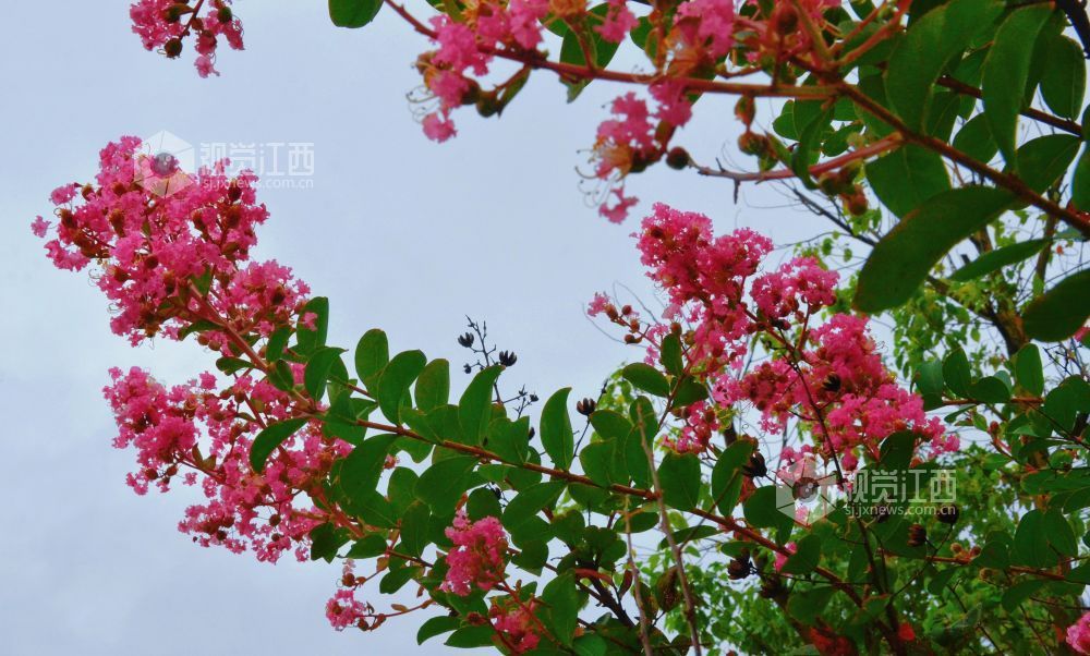 8月12日,初秋时节,江西省吉安市永新县将军大道沿线紫薇花正值盛花期,粉紫、玫红等各色花朵缀满枝头,与绿叶相映成趣,为城市道路增添一抹亮丽风景。