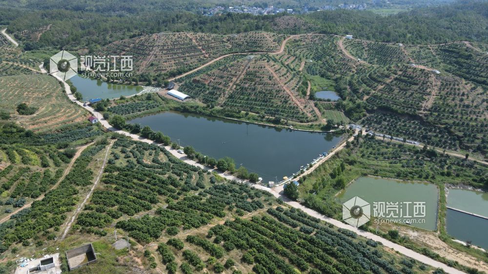 2026年8月12日,江西省遂川县泉江镇大桥村,昔日荒山坡焕然一新。层层叠叠的梯田顺着山势延展,特色果树连片成景,山塘水系错落分布,产业道路蜿蜒山间。