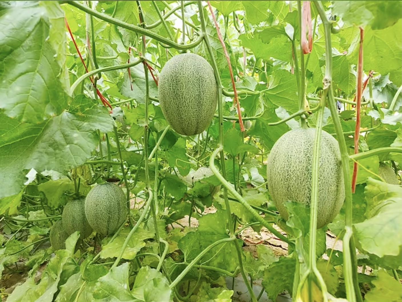 青帝蜜瓜甜“蜜”上市
