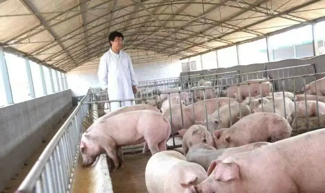 王飞在自己的养殖场