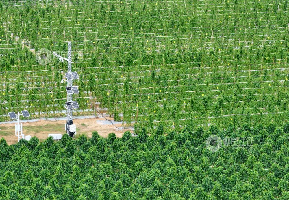 2026年8月11日,江西省吉安市泰和县万合镇竹山村竹蒿薯种植基地,田间光伏气象站设备正在实时监测运行,为农作物生长“护航”。