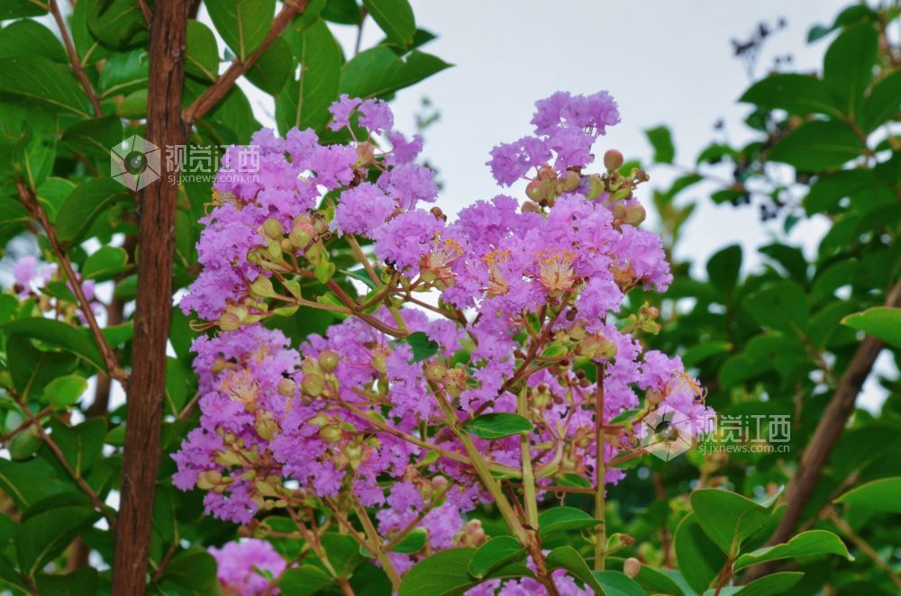 8月12日,初秋时节,江西省吉安市永新县将军大道沿线紫薇花正值盛花期,粉紫、玫红等各色花朵缀满枝头,与绿叶相映成趣,为城市道路增添一抹亮丽风景。