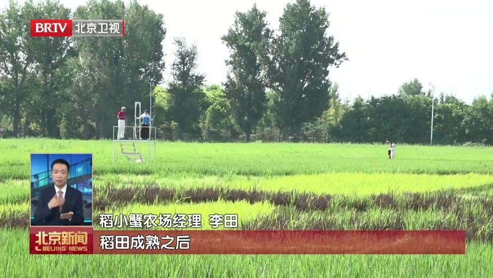 大地为纸稻为墨 京郊稻田画绘就乡村新图景